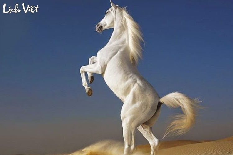 Tử vi tuổi Ngọ 13/3/2024