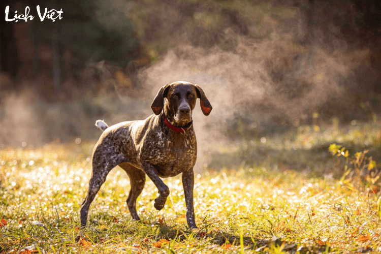 Tử vi tuổi Tuất 14/3/2024