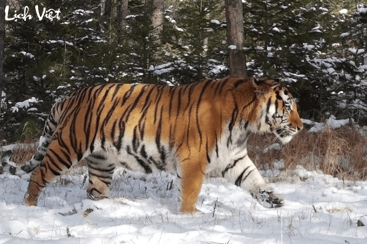 Tử vi tuổi Dần 16/3/2024