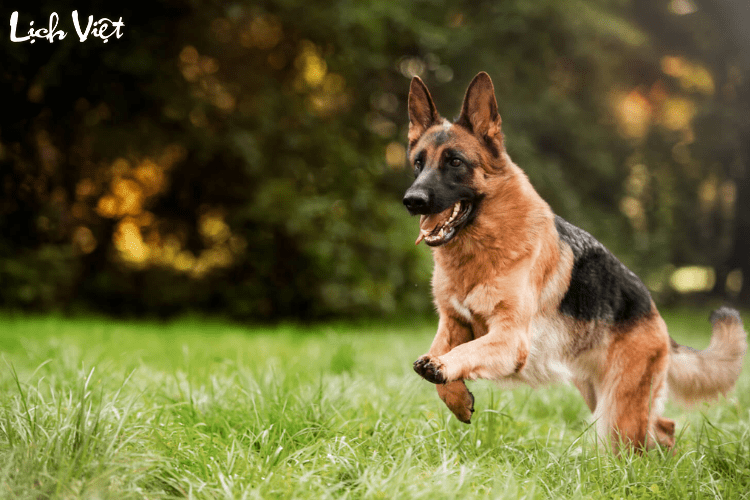 Tử vi tuổi Tuất 16/3/2024