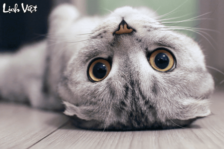 Con số may mắn tuổi M&atilde;o ng&agrave;y 24/3/2024