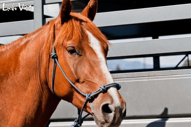 Con số may mắn tuổi Ngọ ng&agrave;y 24/3/2024