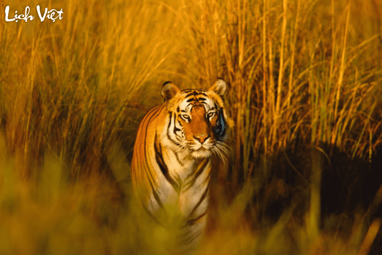 Con số may mắn tuổi Dần ng&agrave;y 1/4/2024