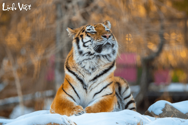 Con số may mắn tuổi Dần ng&agrave;y 29/3/2024