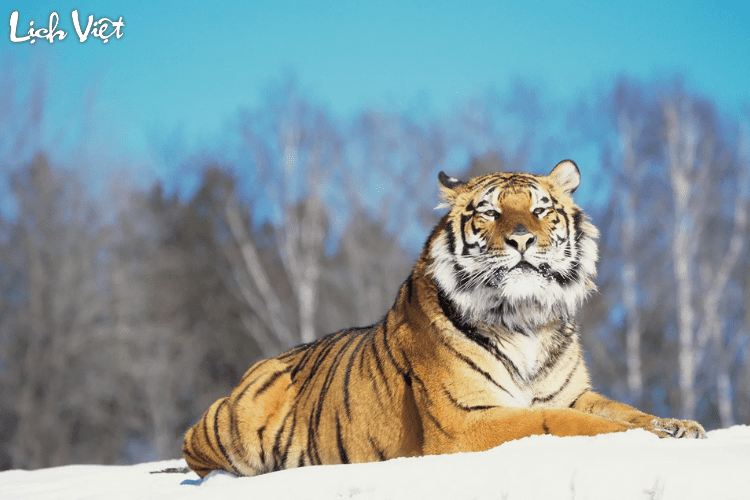 Con số may mắn tuổi Dần ng&agrave;y 30/3/2024