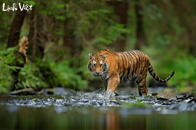 Con số may mắn tuổi Dần ng&agrave;y 31/3/2024