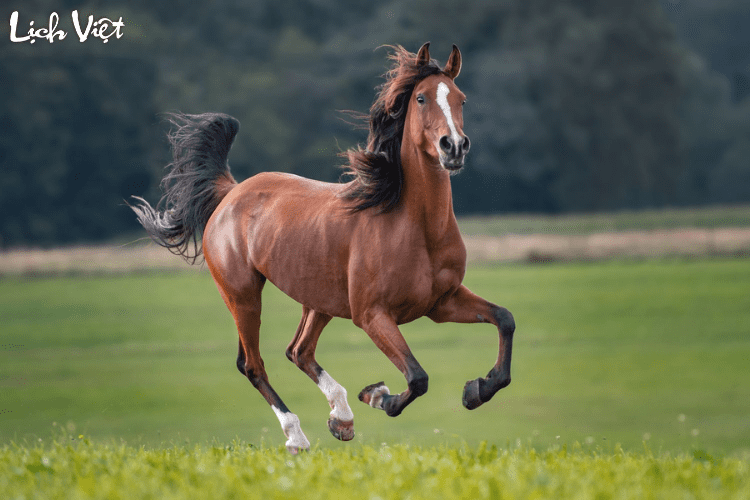 Con số may mắn tuổi Ngọ ng&agrave;y 1/4/2024