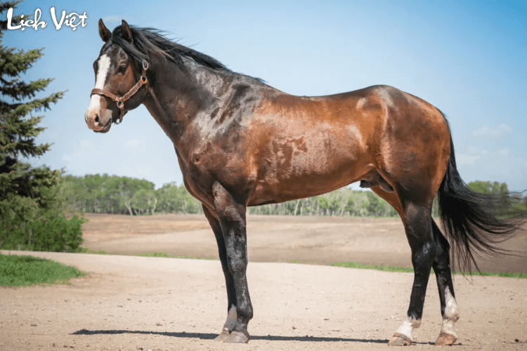 Con số may mắn tuổi Ngọ ng&agrave;y 29/3/2024