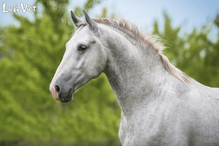 Con số may mắn tuổi Ngọ ng&agrave;y 31/3/2024