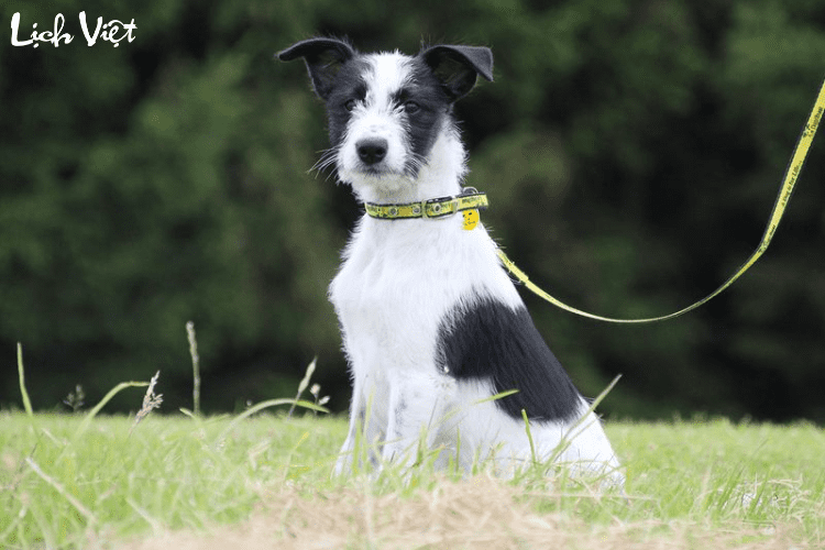 Con số may mắn tuổi Tuất ng&agrave;y 1/4/2024