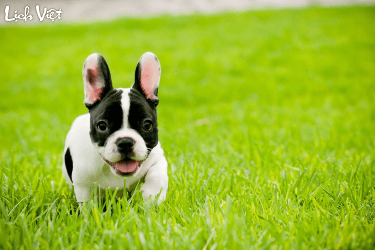 Con số may mắn tuổi Tuất ng&agrave;y 29/3/2024