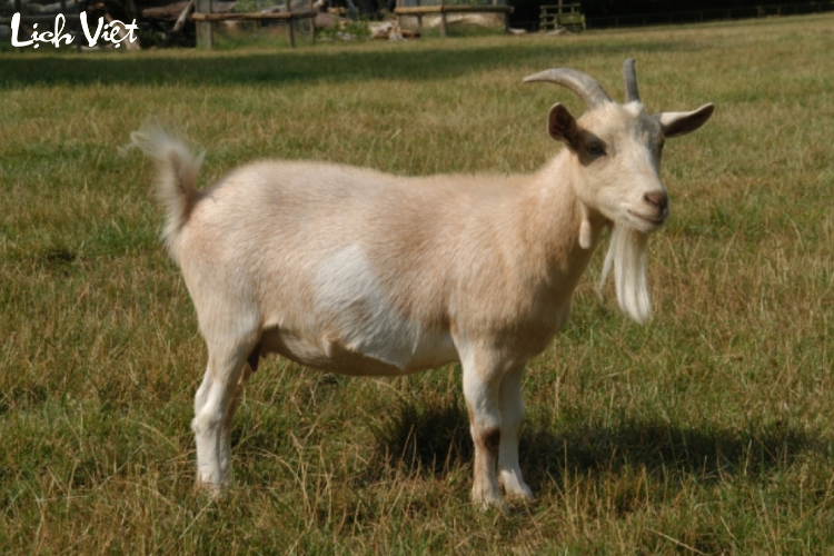 Tử vi tuổi M&ugrave;i 29/3/2024