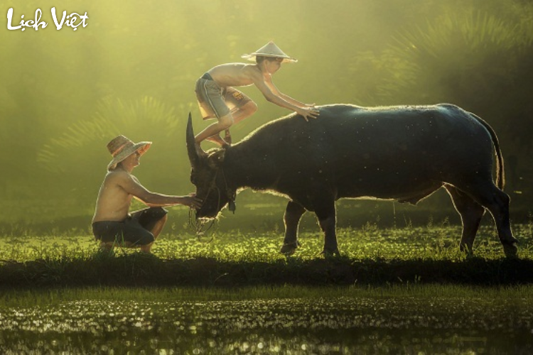 Tử vi tuổi Sửu 29/3/2024