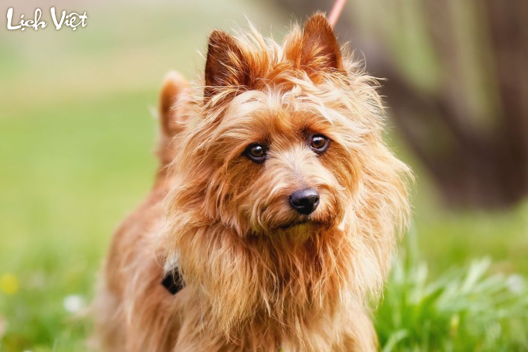 Tử vi tuổi Tuất 29/3/2024