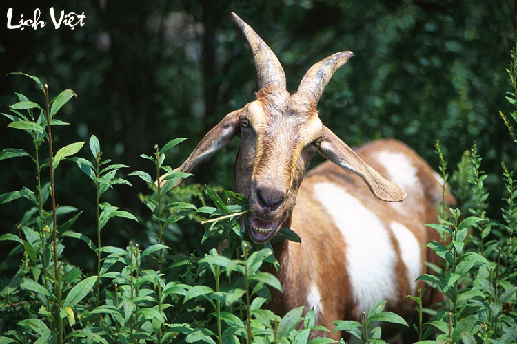 Tử vi tuổi M&ugrave;i 30/3/2024