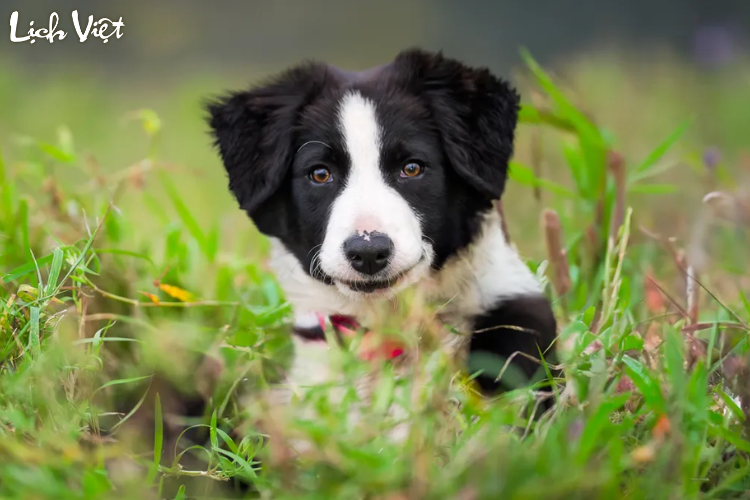 Tử vi tuổi Tuất 30/3/2024