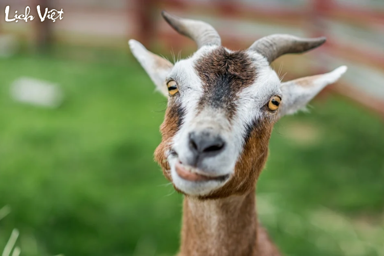 Tử vi tuổi M&ugrave;i 31/3/2024