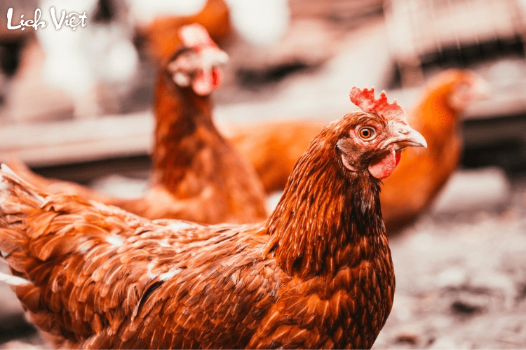 Tử vi tuổi Dậu 1/4/2024