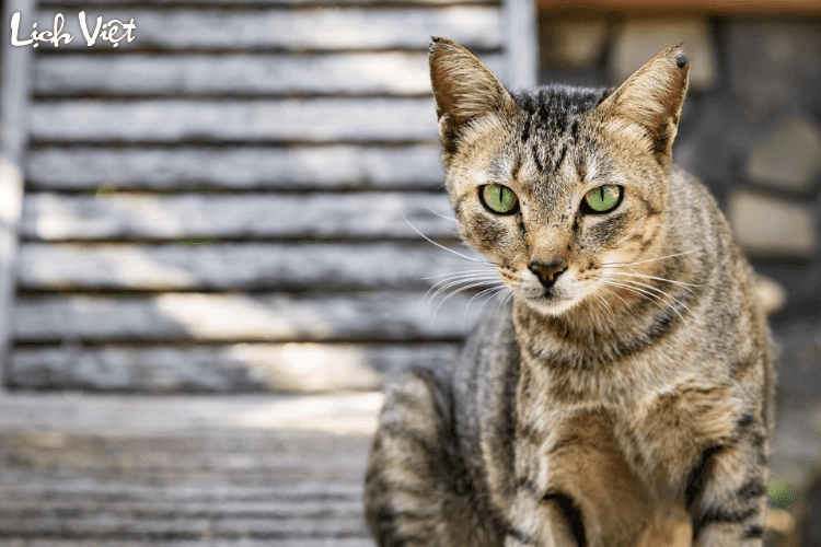 Tử vi tuổi M&atilde;o 1/4/2024