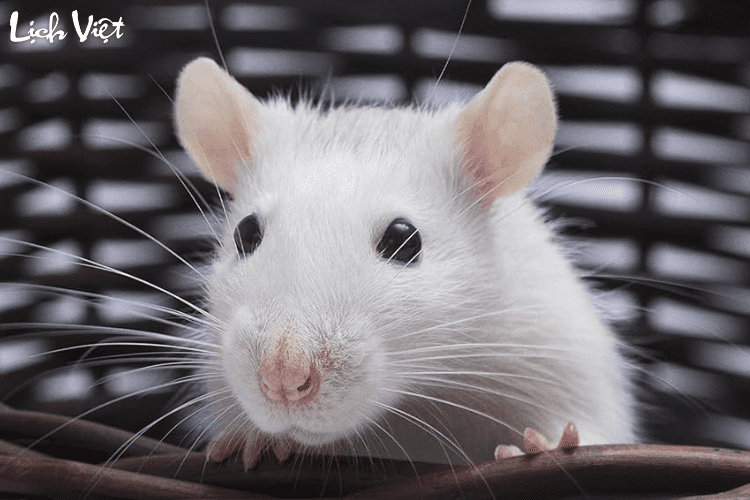 Tử vi tuổi T&yacute; 1/4/2024