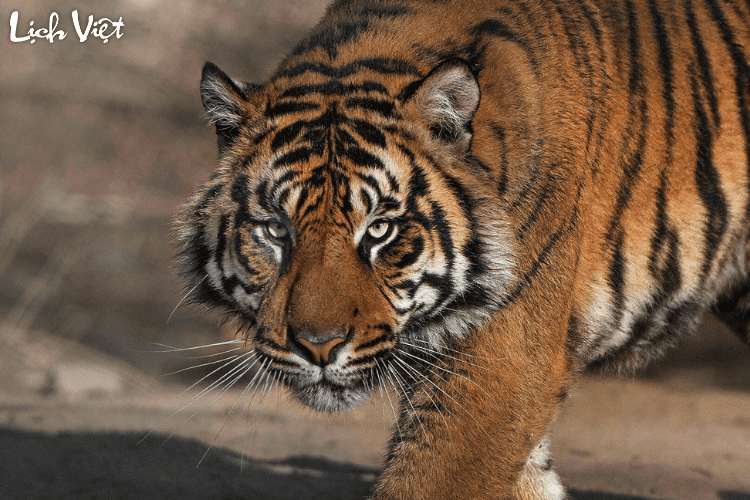 Con số may mắn tuổi Dần ng&agrave;y 8/4/2024