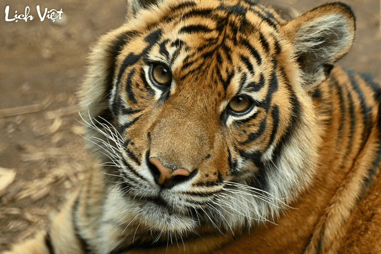 Con số may mắn tuổi Dần ng&agrave;y 9/4/2024