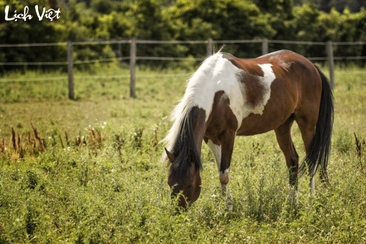 Con số may mắn tuổi Ngọ ng&agrave;y 5/4/2024