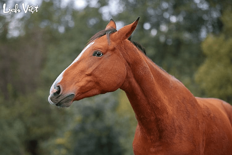 Con số may mắn tuổi Ngọ ng&agrave;y 7/4/2024