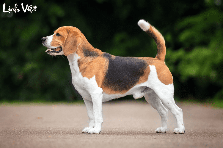 Con số may mắn tuổi Tuất ng&agrave;y 5/4/2024