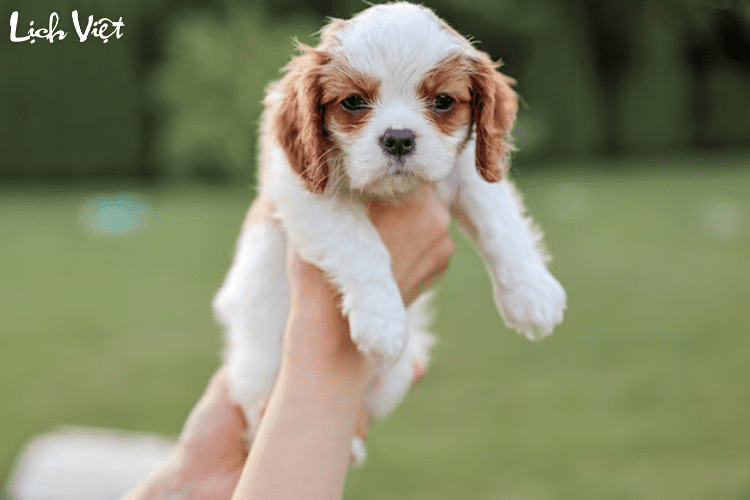 Con số may mắn tuổi Tuất ng&agrave;y 8/4/2024