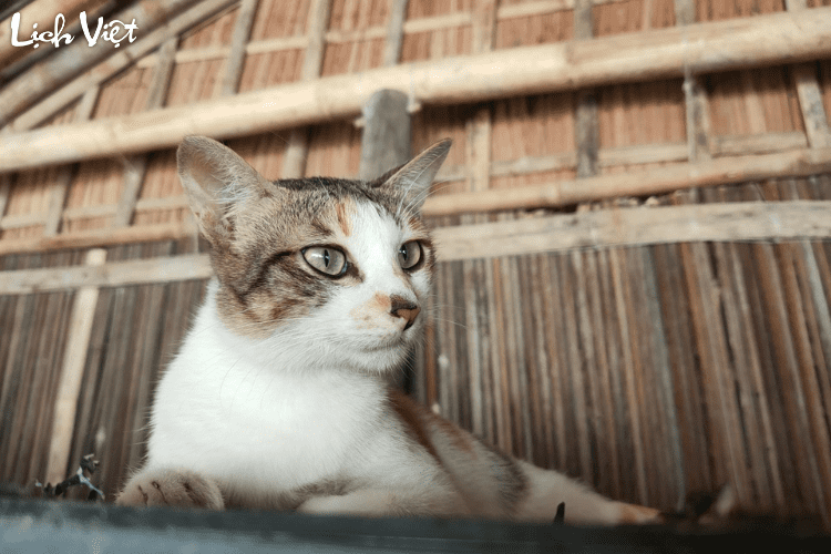 Tử vi tuổi Mão 3/4/2024\