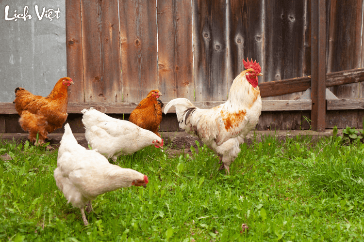 Tử vi tuổi Dậu 5/4/2024