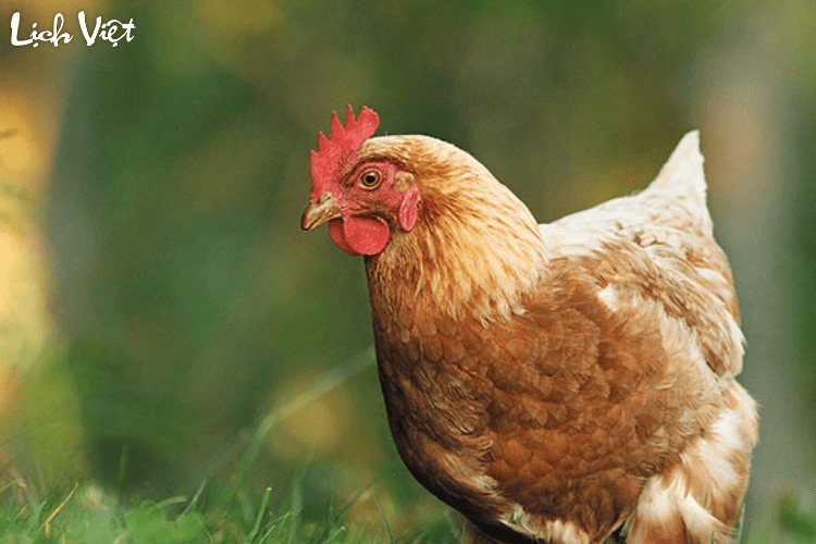 Tử vi tuổi Dậu 7/4/2024