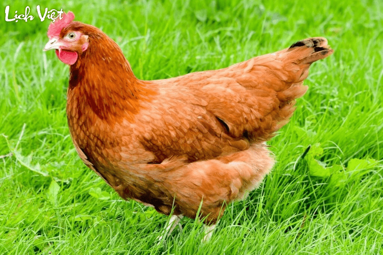 Tử vi tuổi Dậu 8/4/2024