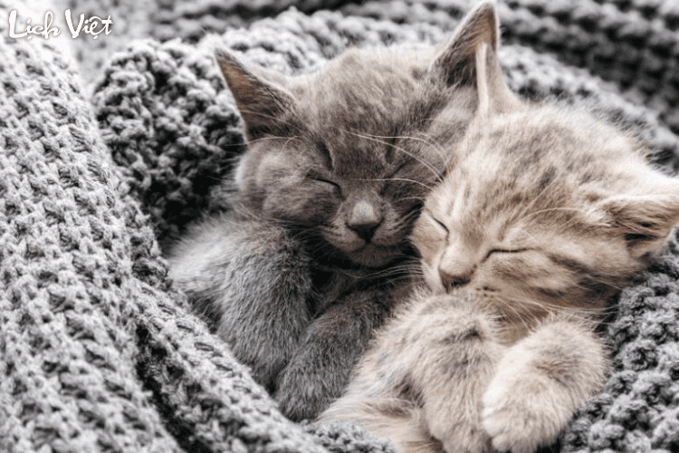 Tử vi tuổi M&atilde;o 10/4/2024