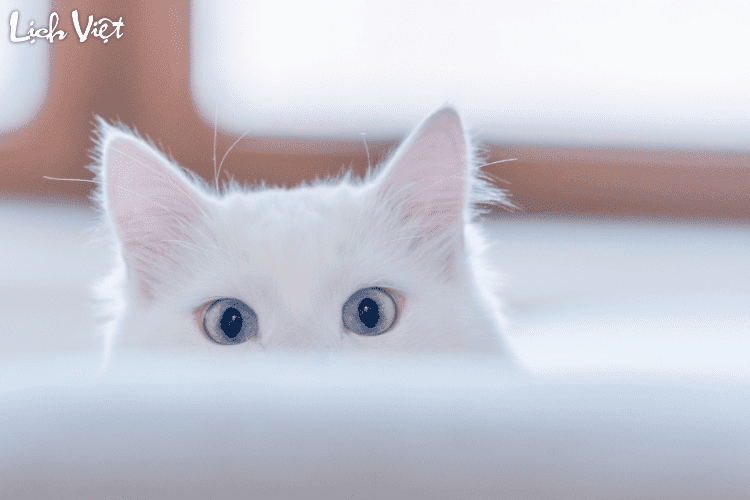 Tử vi tuổi Mão 5/4/2024