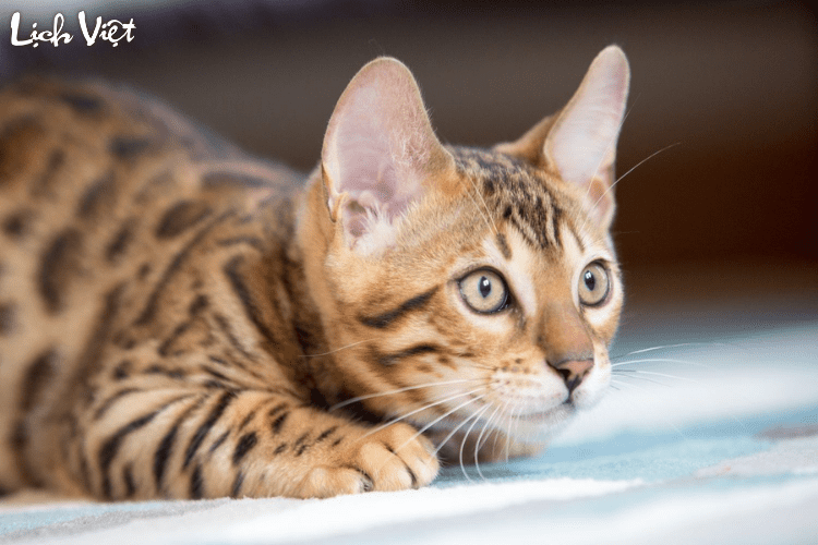 Tử vi tuổi M&atilde;o 7/4/2024