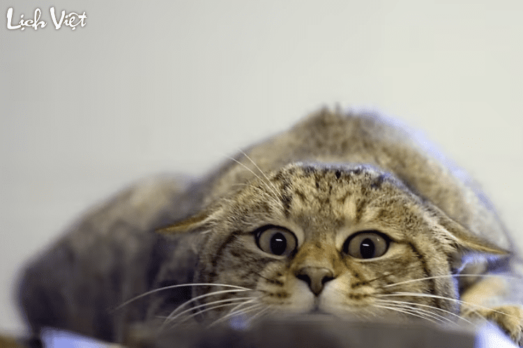 Tử vi tuổi M&atilde;o 8/4/2024