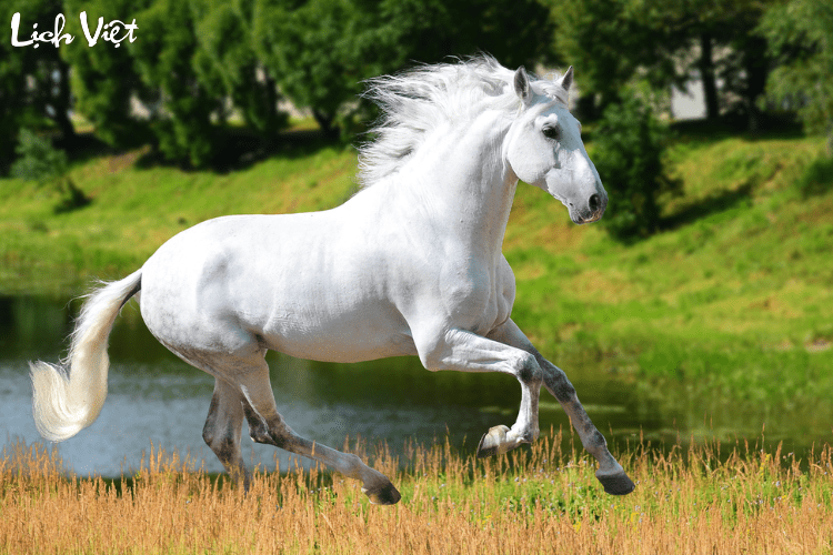 Tử vi tuổi Ngọ 10/4/2024