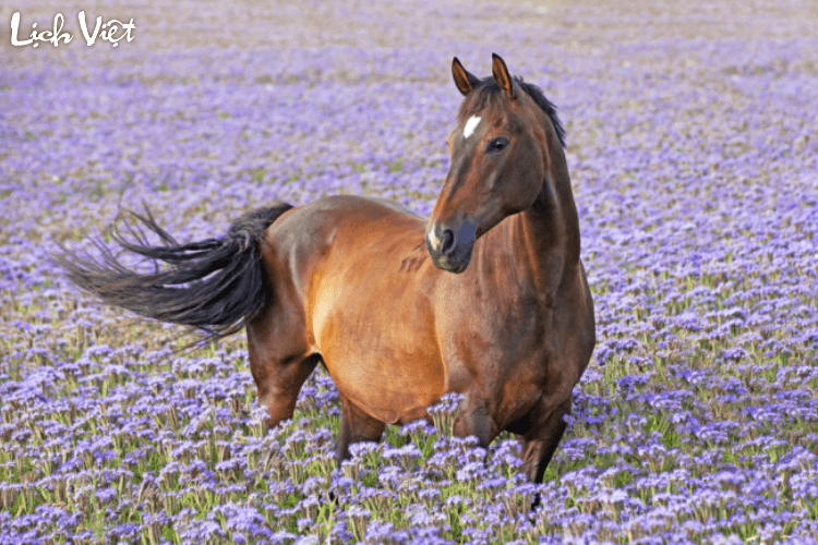 Tử vi tuổi Ngọ 5/4/2024