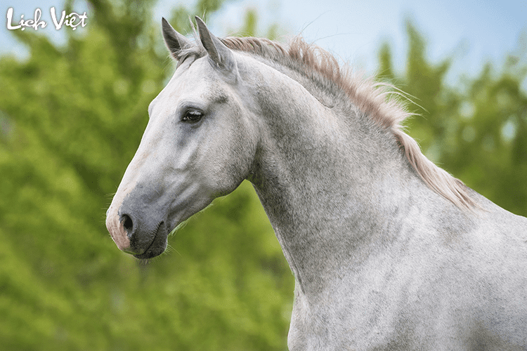 Tử vi tuổi Ngọ 7/4/2024