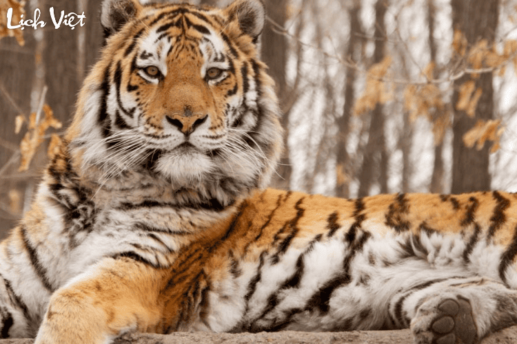 Con số may mắn tuổi Dần ng&agrave;y 11/4/2024