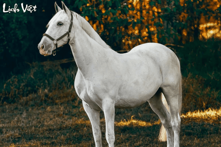 Con số may mắn tuổi Ngọ ng&agrave;y 10/4/2024