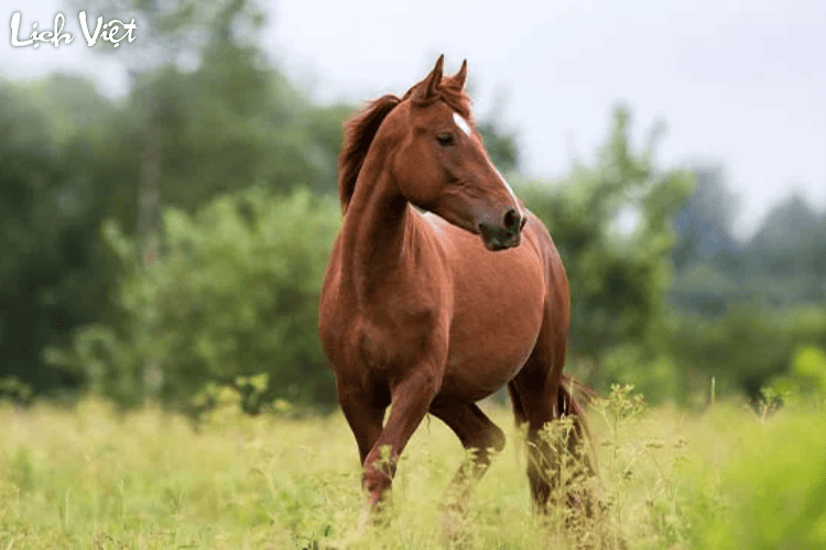 Con số may mắn tuổi Ngọ ng&agrave;y 11/4/2024