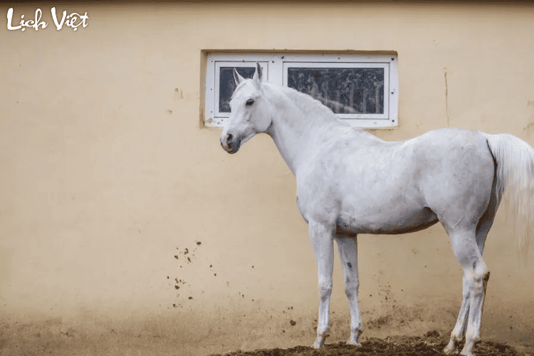 Con số may mắn tuổi Ngọ ng&agrave;y 13/4/2024