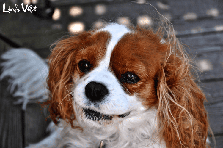 Con số may mắn tuổi Tuất ng&agrave;y 13/4/2024