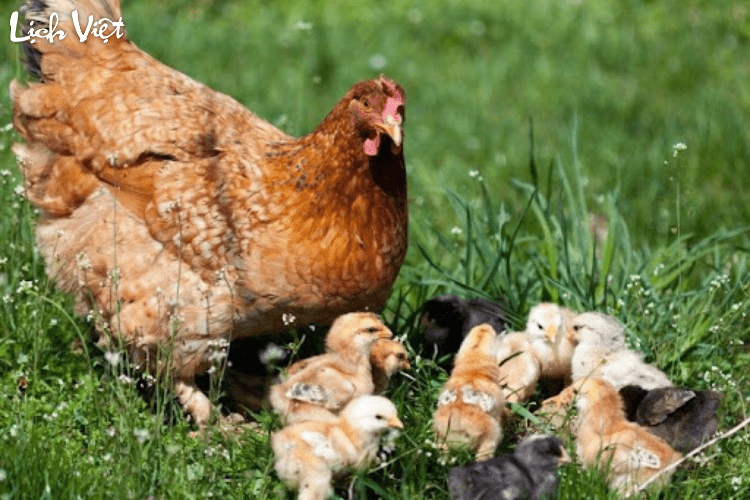 Tử vi tuổi Dậu 11/4/2024