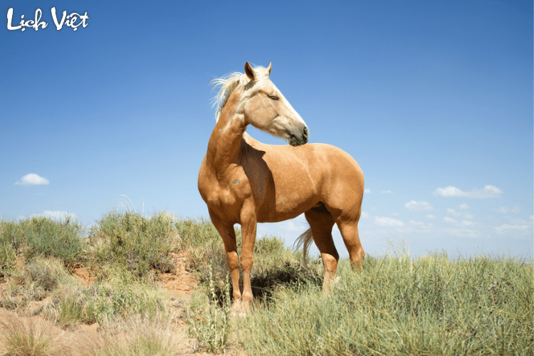 Tử vi tuổi Ngọ 11/4/2024