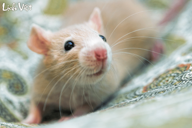 Tử vi tuổi Tý 11/4/2024