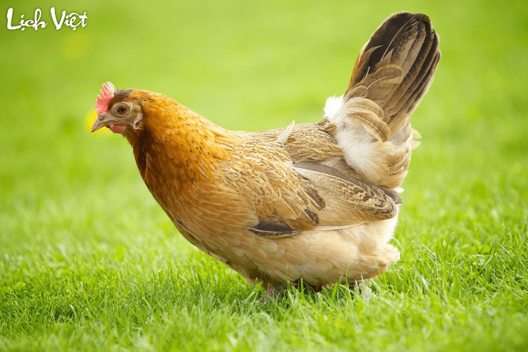 Tử vi tuổi Dậu 13/4/2024